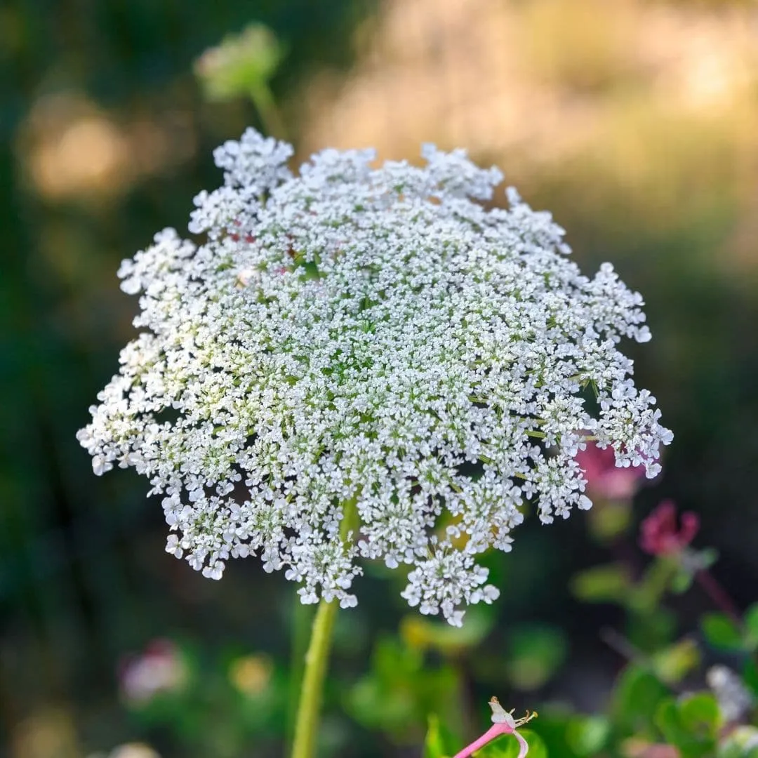 Ammi Visnaga