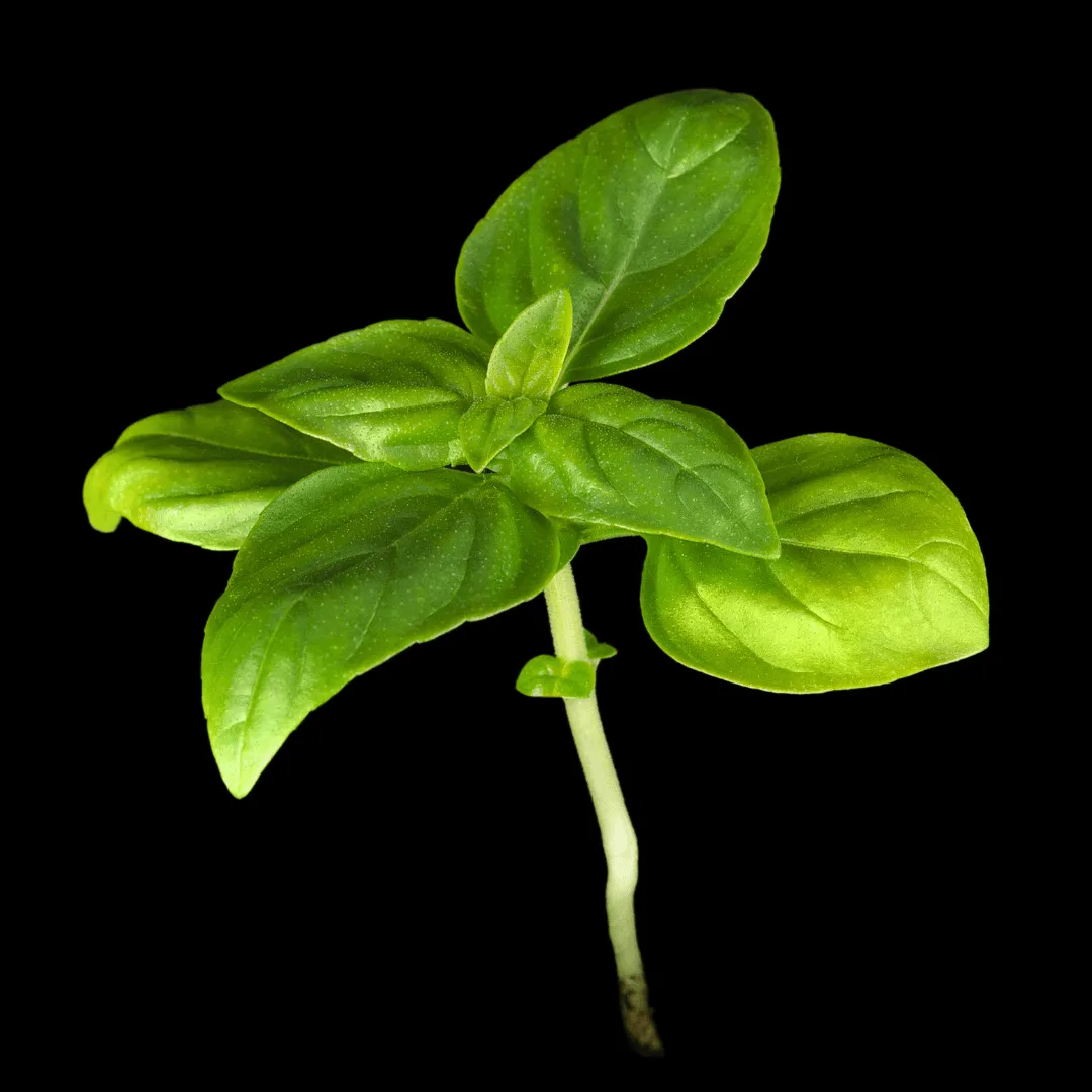 Basil, Sweet