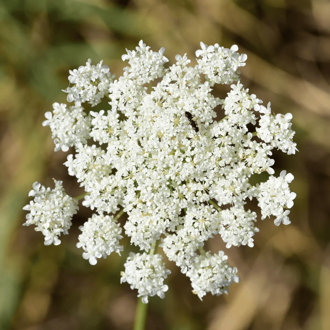 Carrot Seed