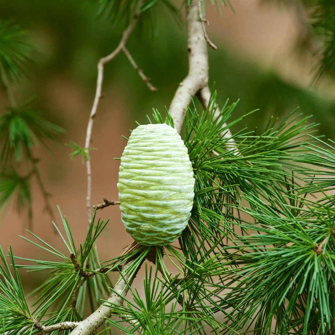Cedarwood, Himalayan