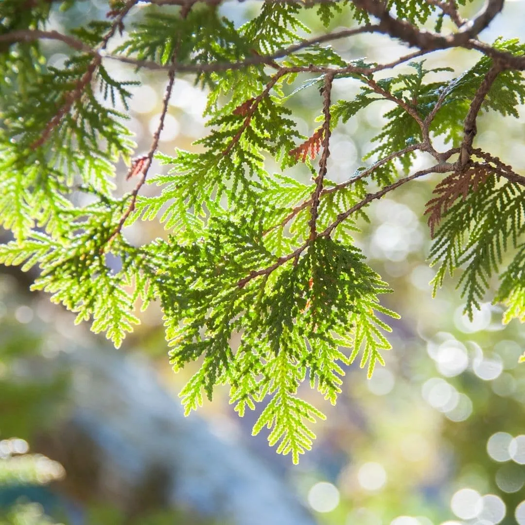 Incense Cedar Wood