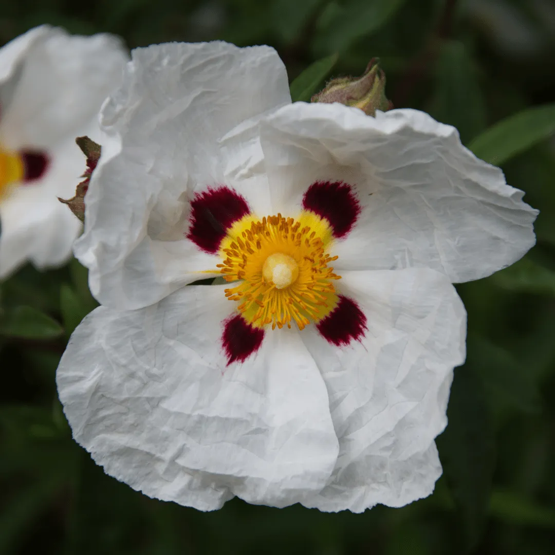 Cistus, Traditional