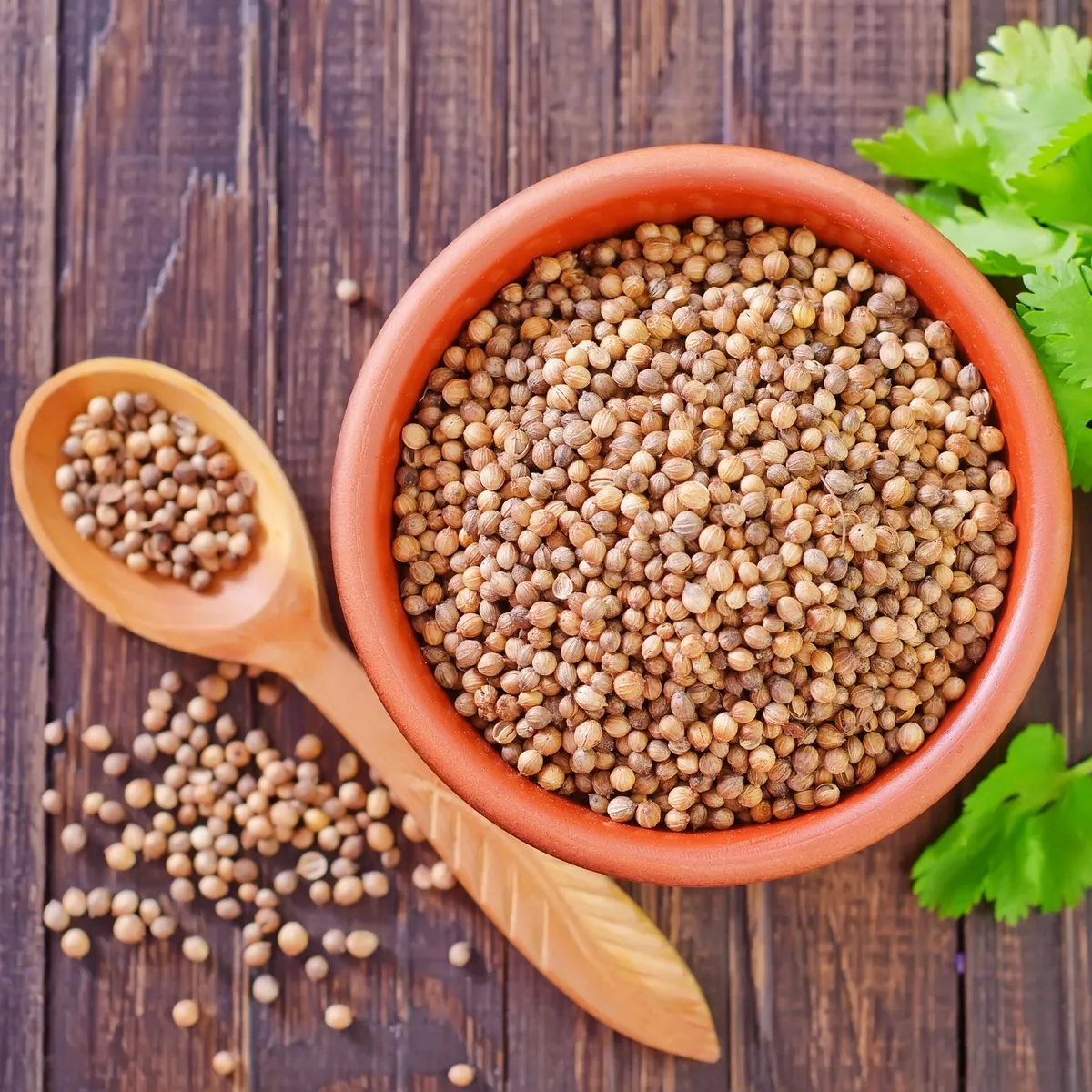Coriander CO2