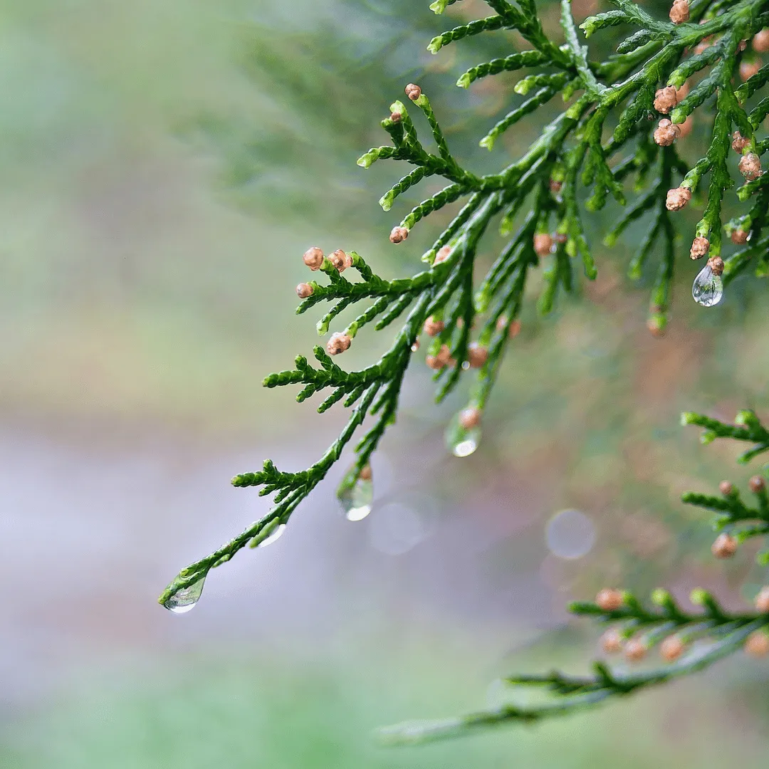 Cypress