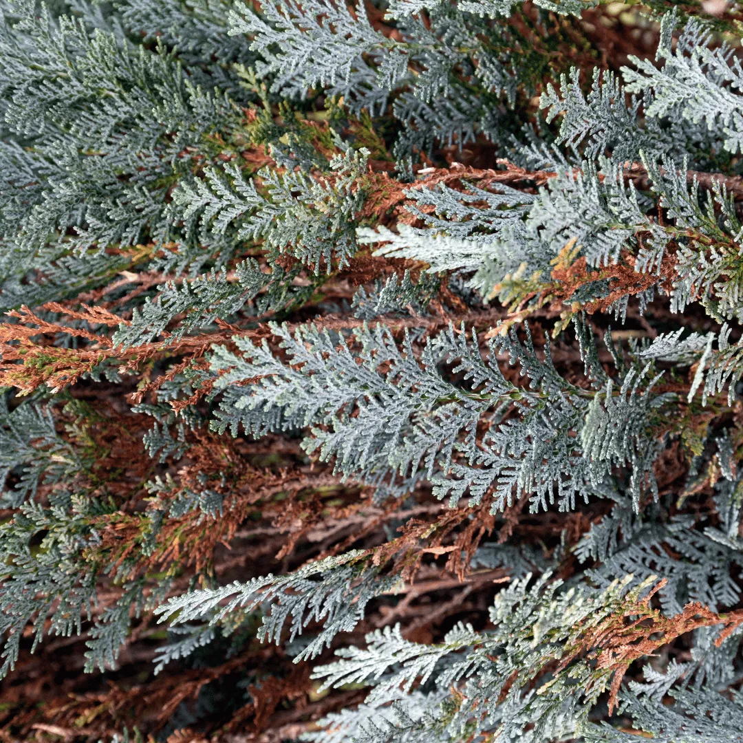 Cypress, Blue
