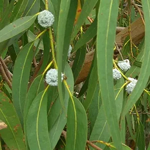 Eucalyptus Globulus, Organically Produced