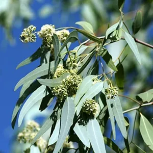 Eucalyptus, Lemon