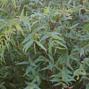 Eucalyptus Radiata