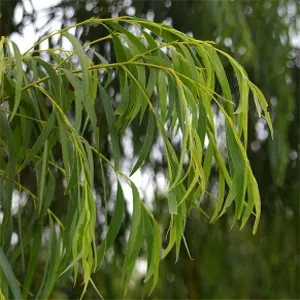 Eucalyptus Smithii