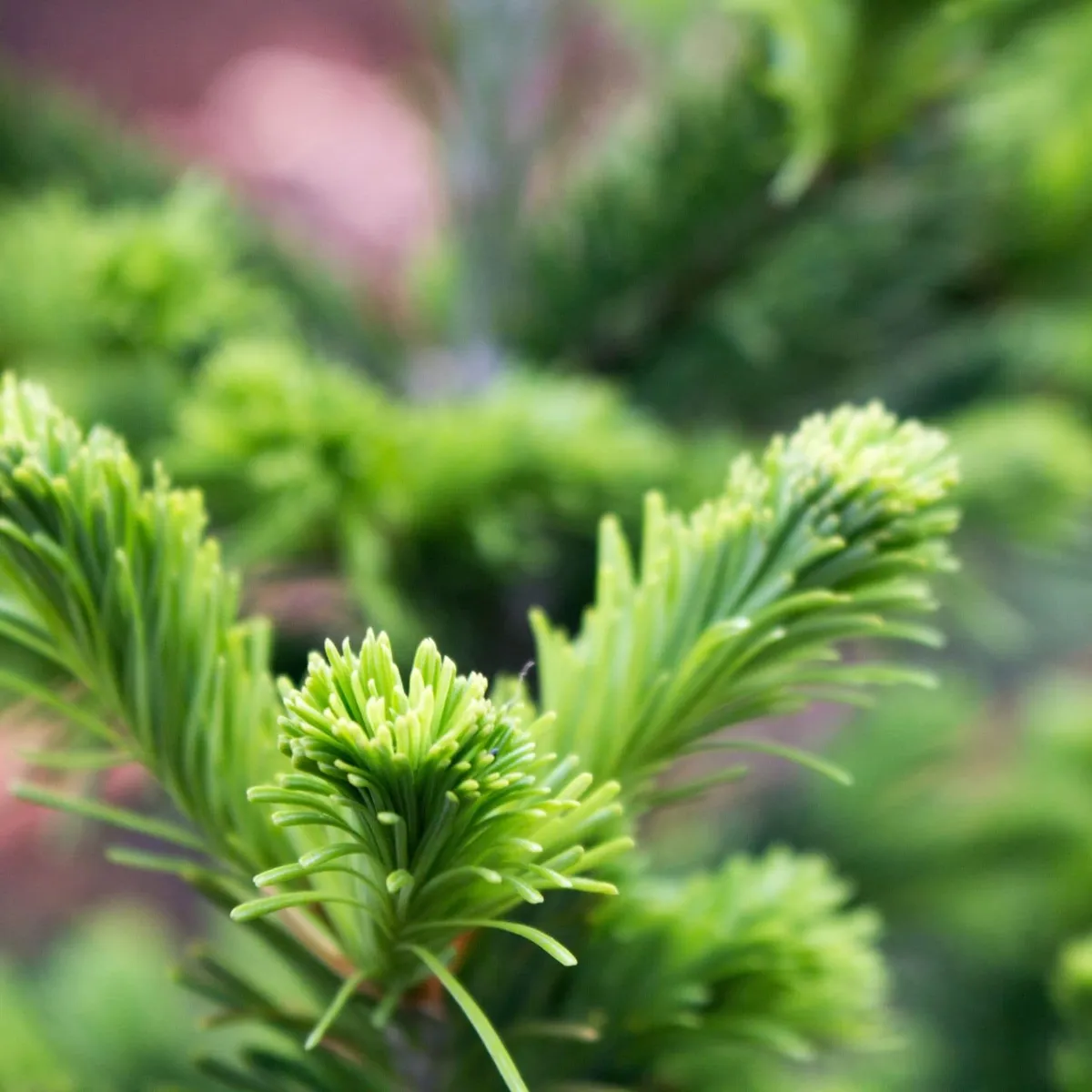 Fir, Siberian