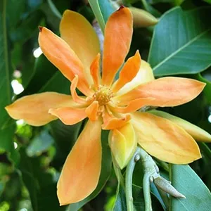 Champa, Golden, Infused in Apricot Kernel Oil