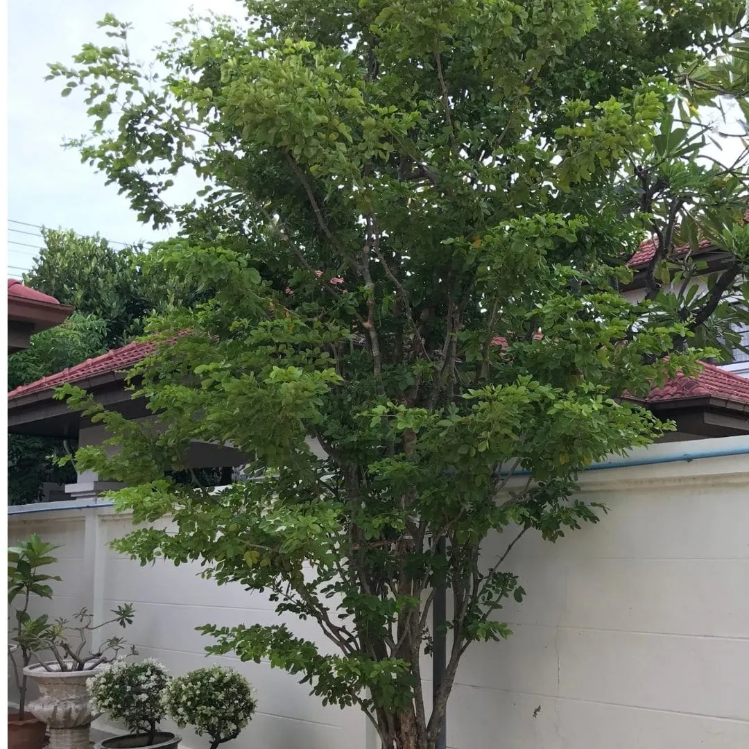 Guaiacwood