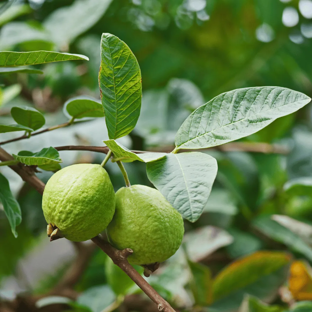 Guava Leaf