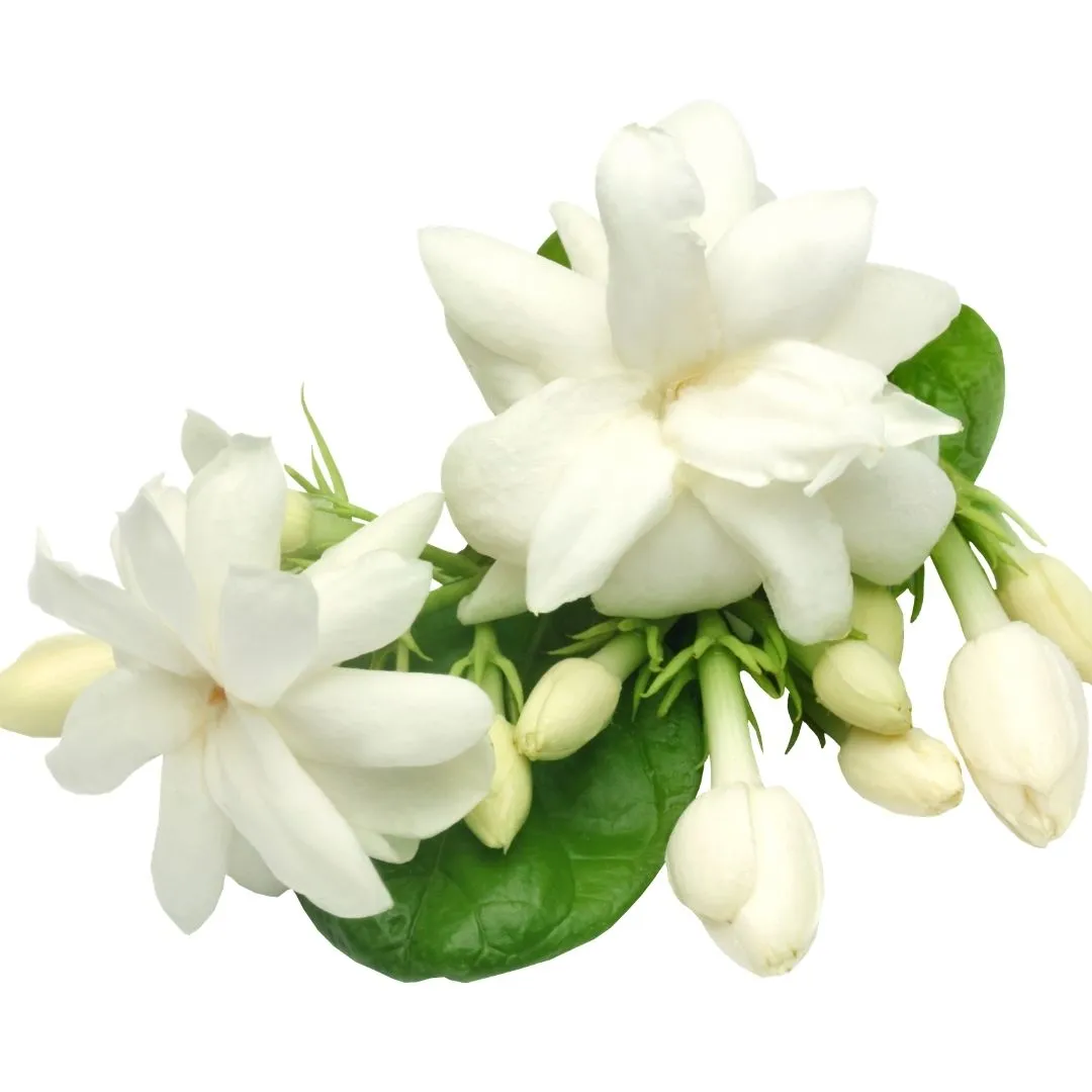 Jasmine Grandiflora Absolute