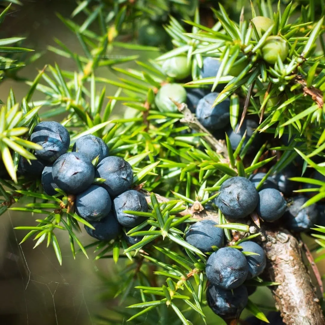 Juniper Berry