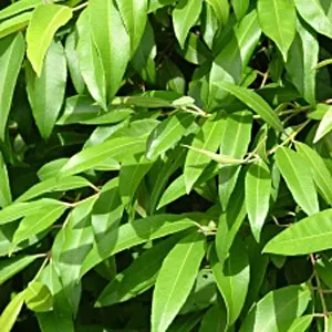 Lemon Myrtle