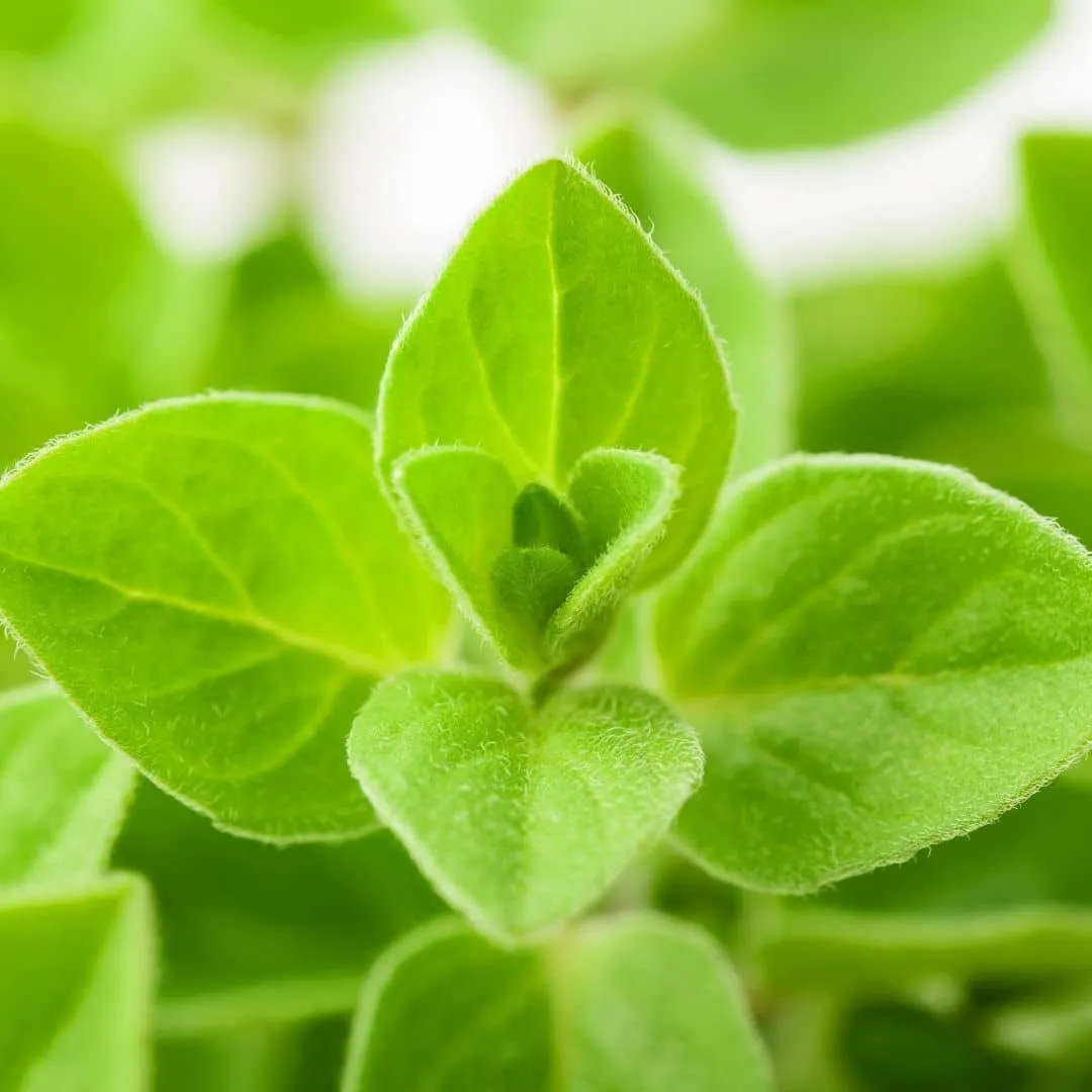 Marjoram, Sweet