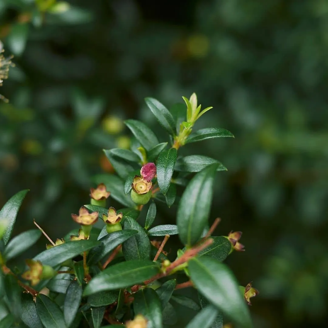 Myrtle, Red