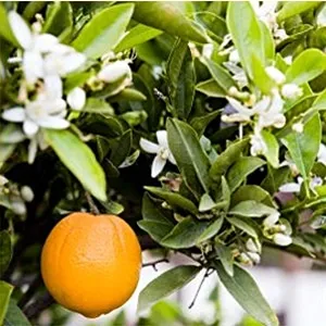 Petitgrain Sur Fleurs