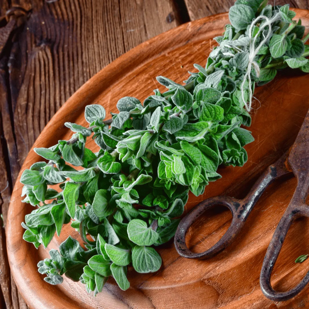 Oregano CO2