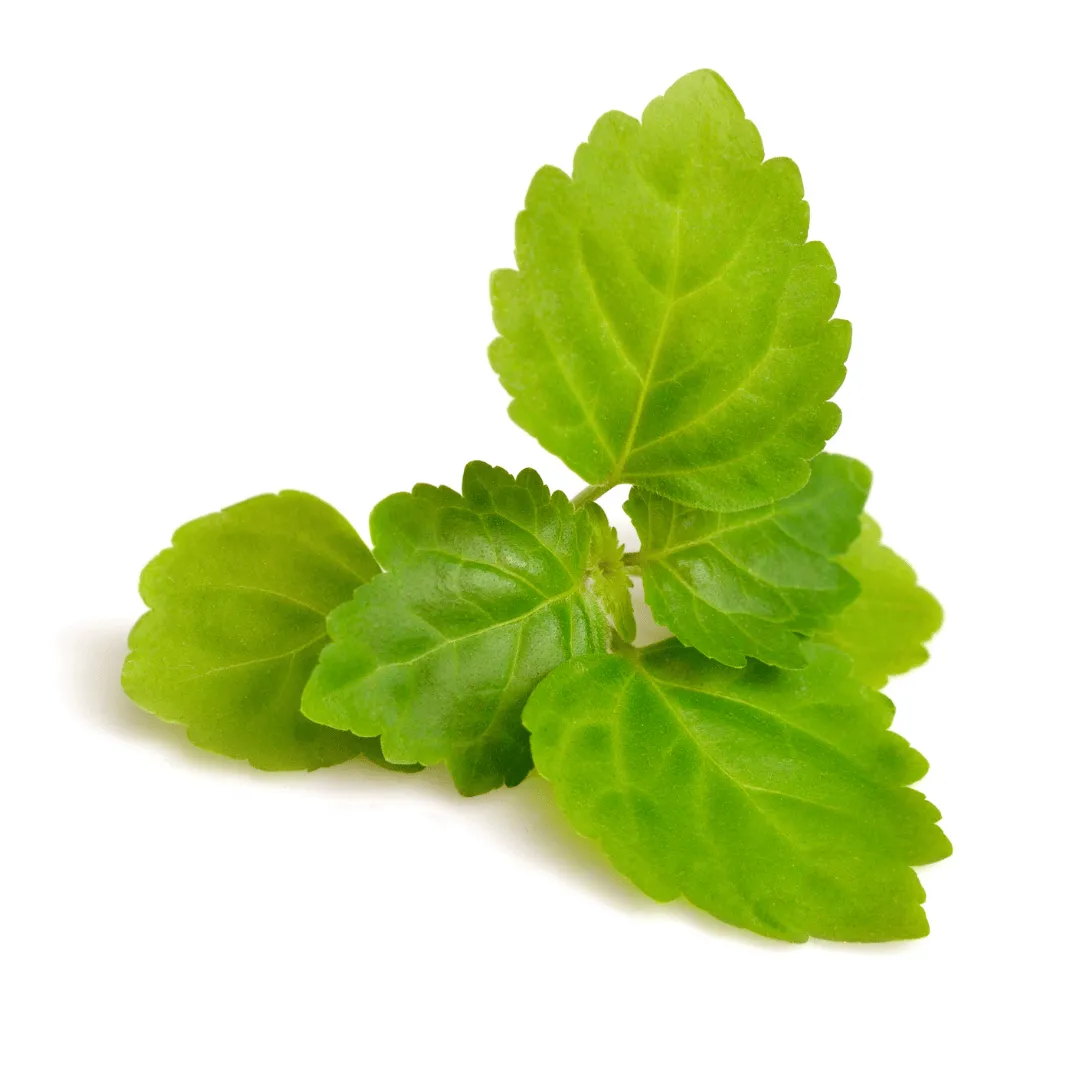 Patchouli, Organic