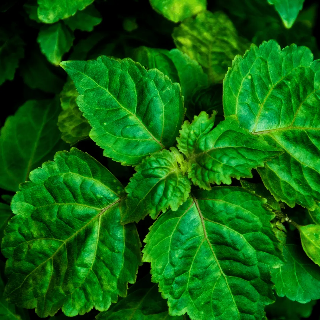 Patchouli Dark