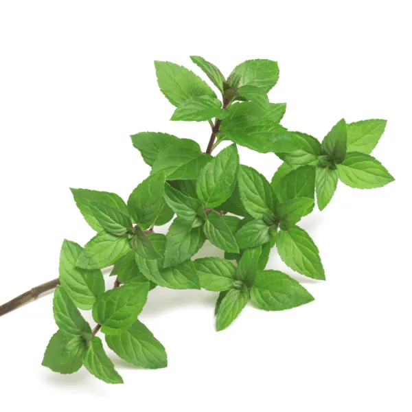 Corn Mint