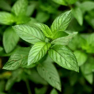 Peppermint Hydrosol