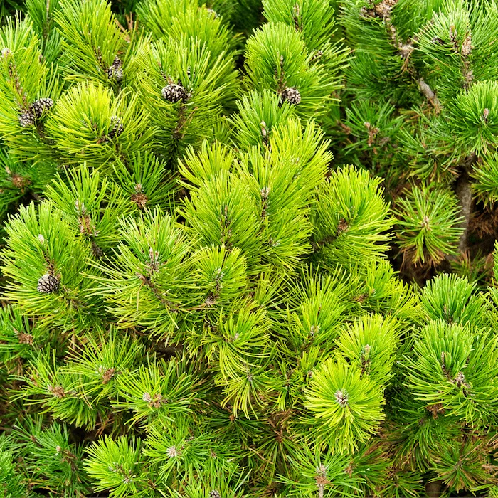 Pine, Dwarf (Mugo Pine)