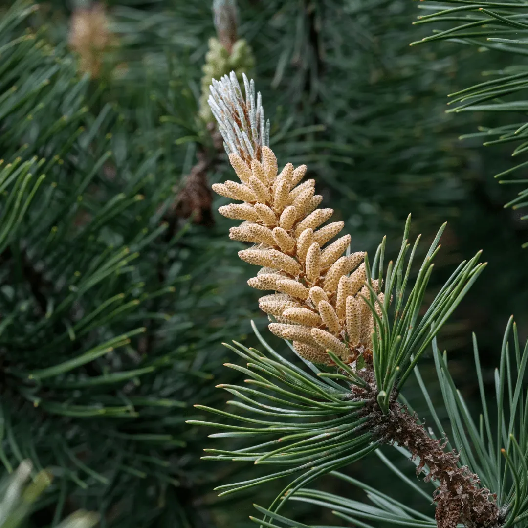 Pine, Scotch