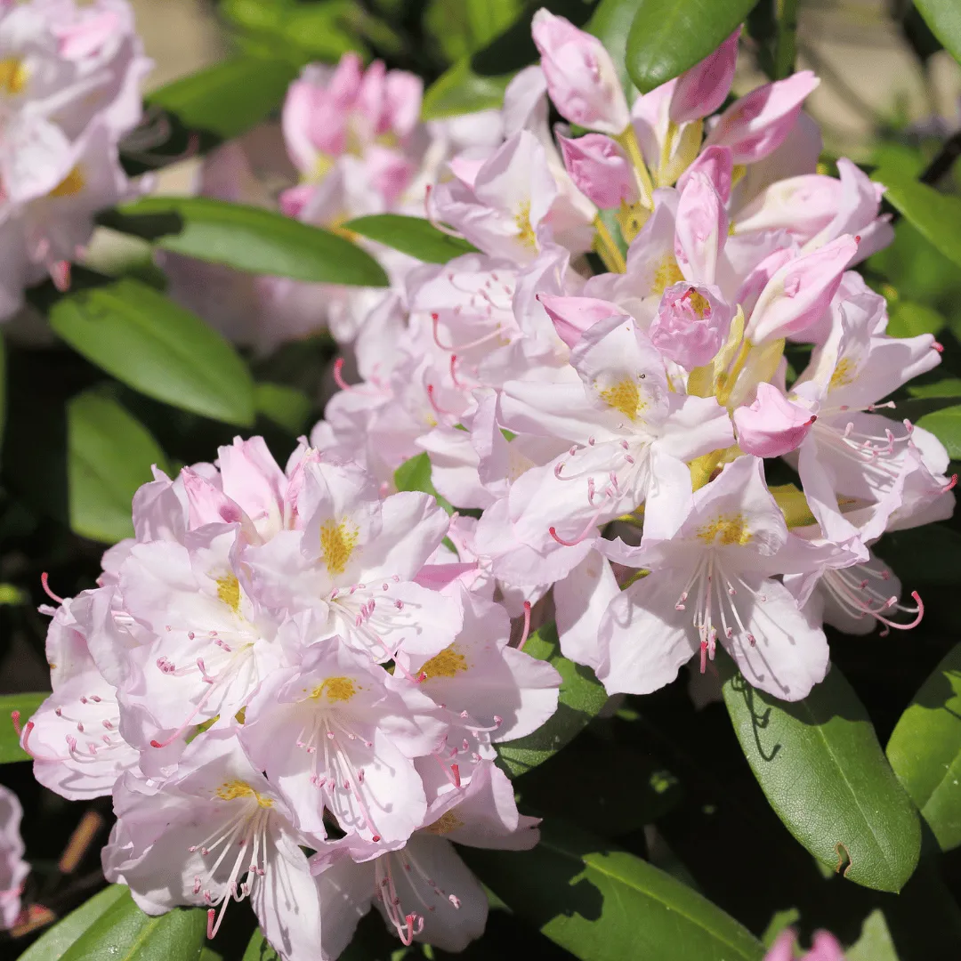 Rhododendron