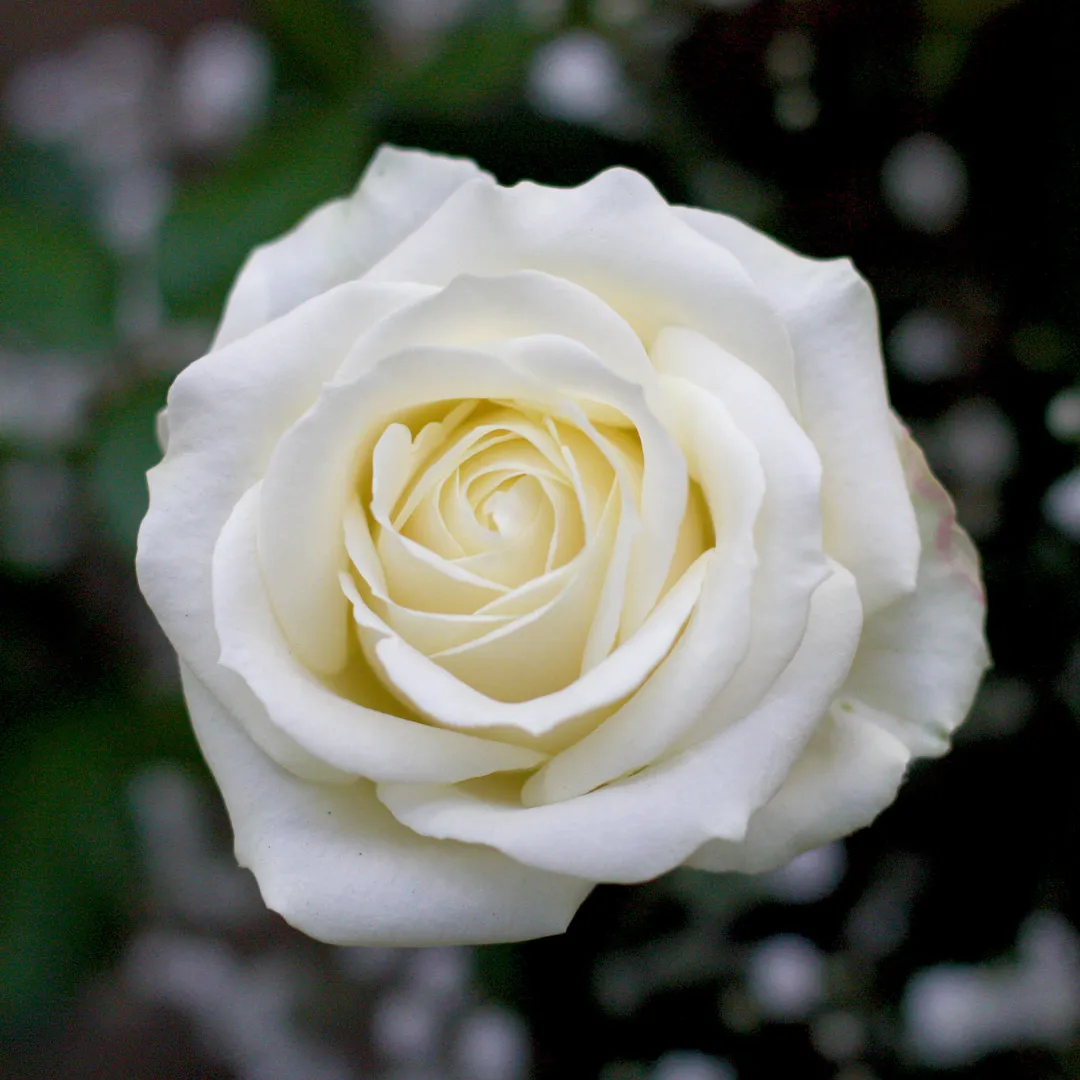 Rosa Alba Hydrosol