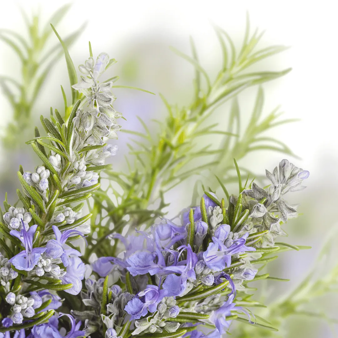 Rosemary Cineole
