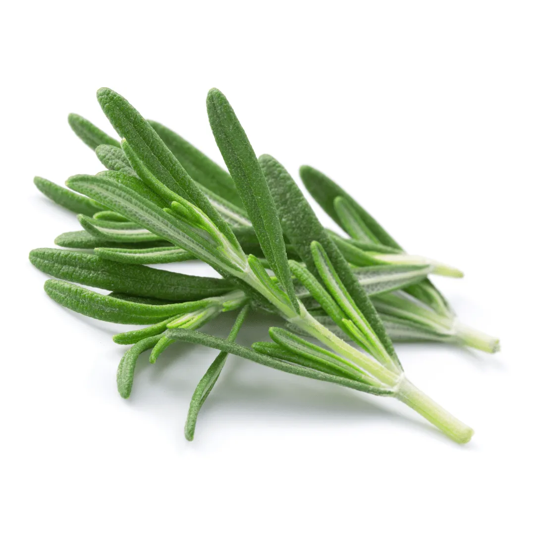 Rosemary Camphor