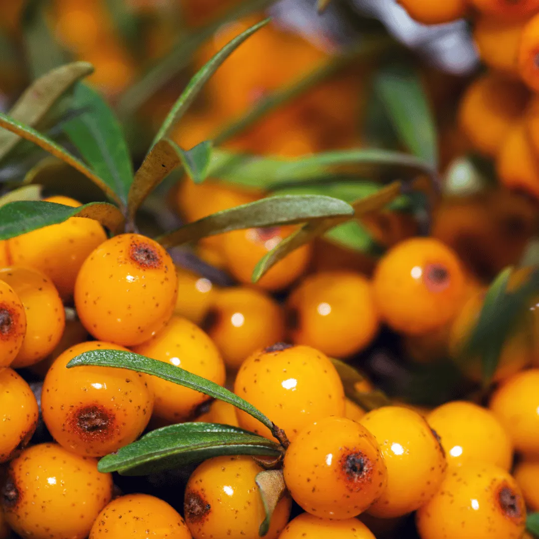 Sea Buckthorn Berry CO2 PULP Extract