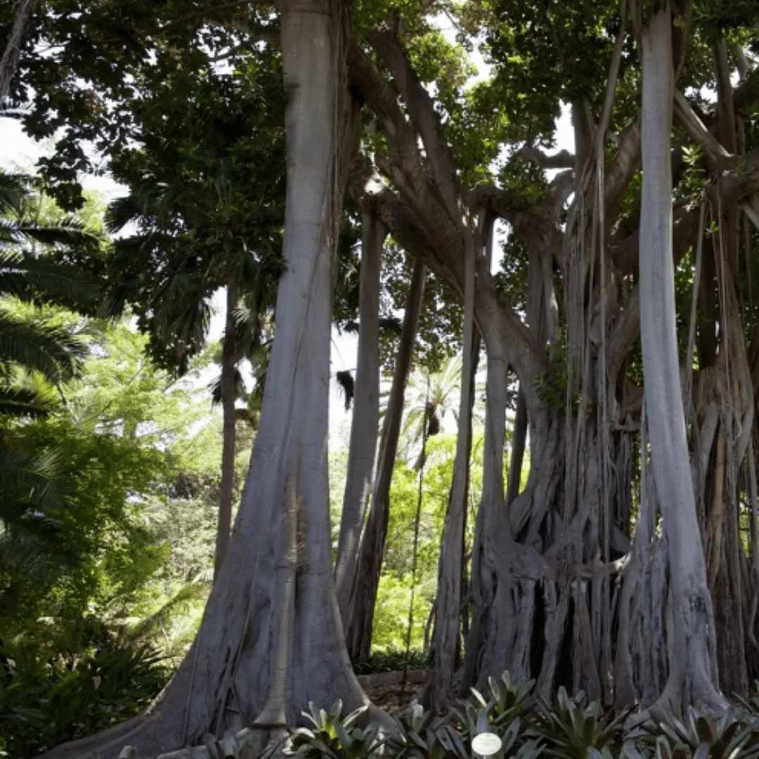 Siam Wood