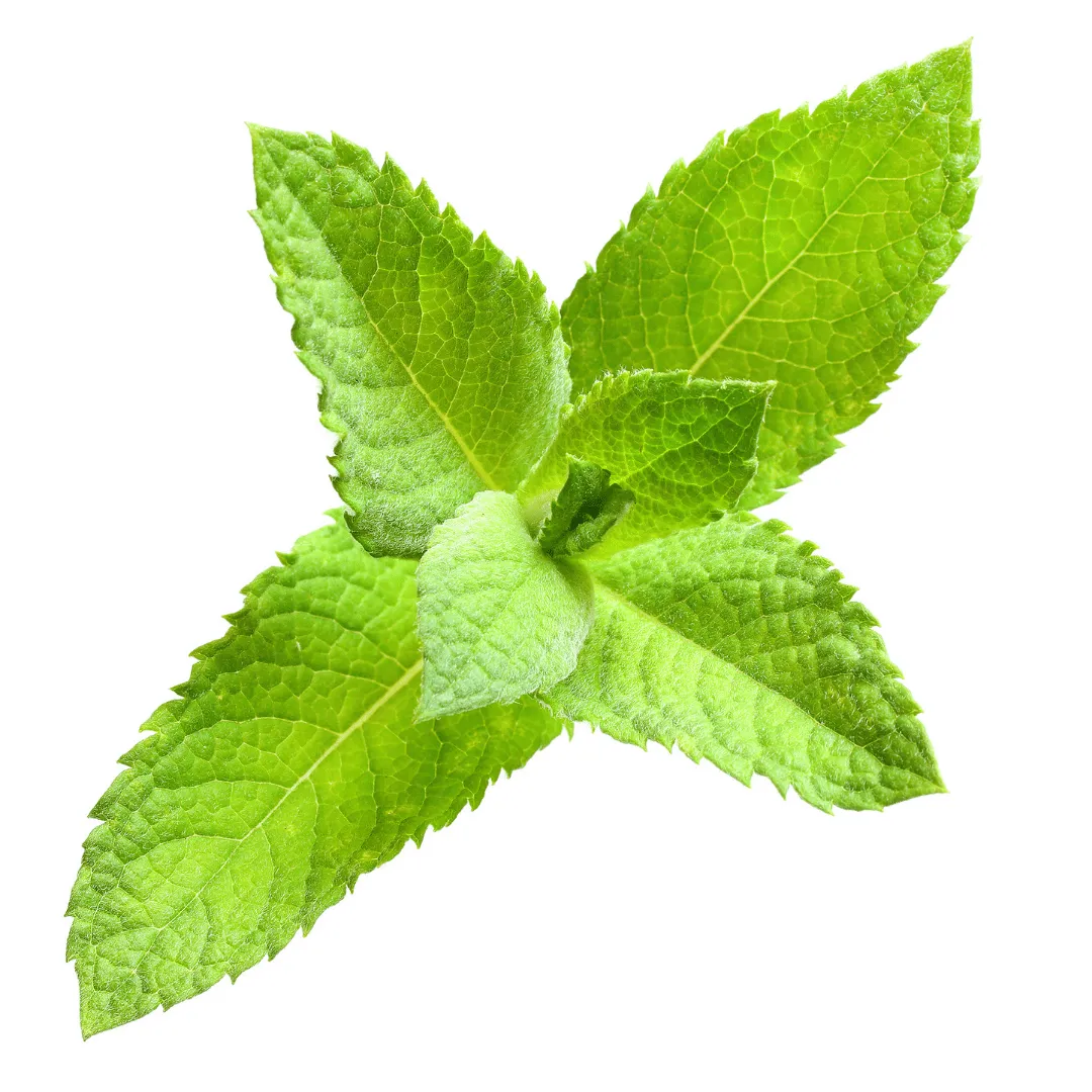 Spearmint