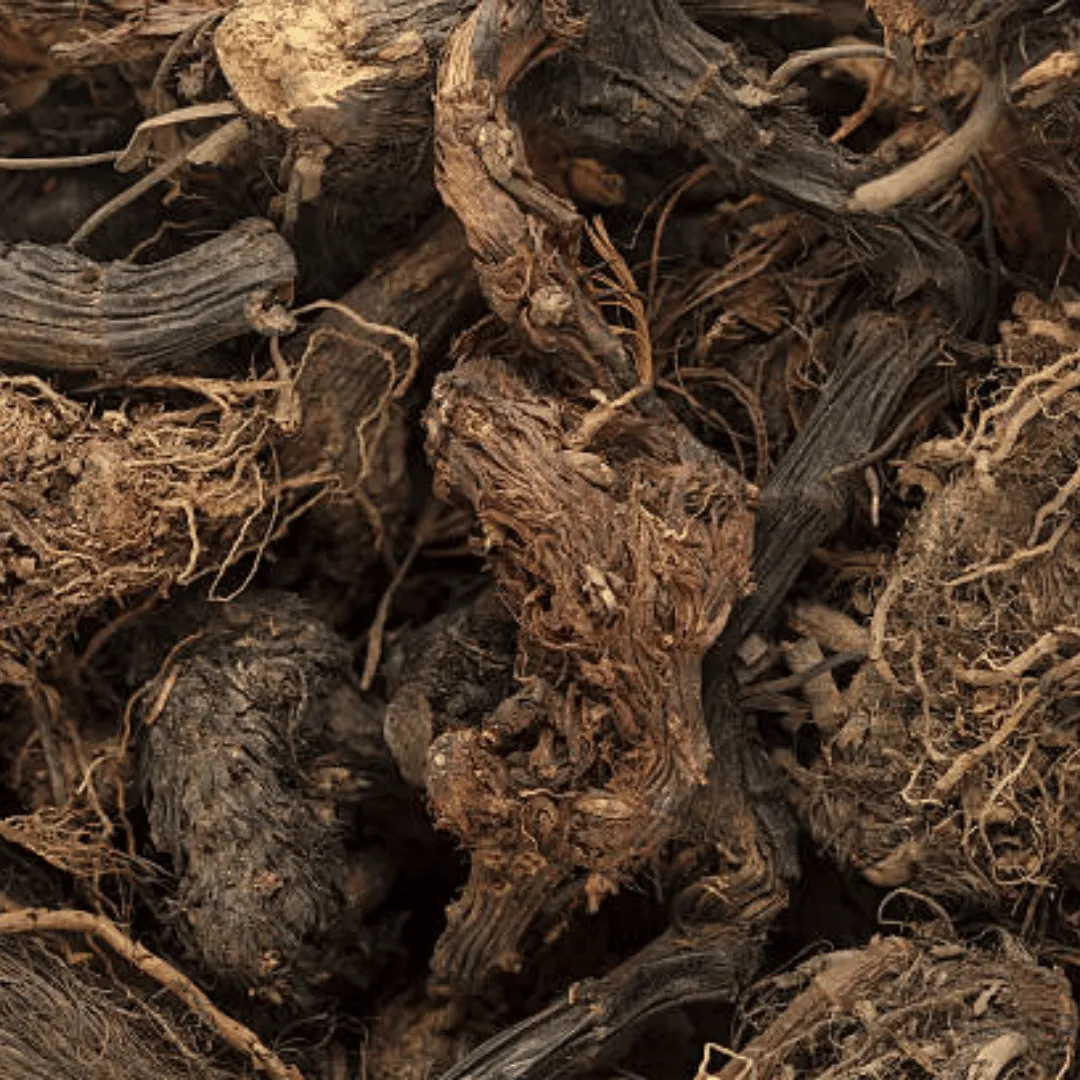 Spikenard - India