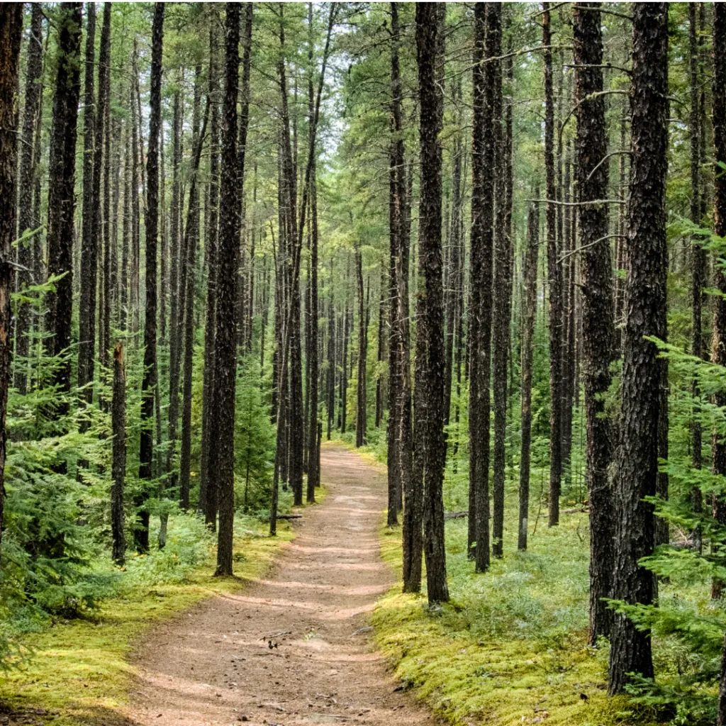 Spruce, Black