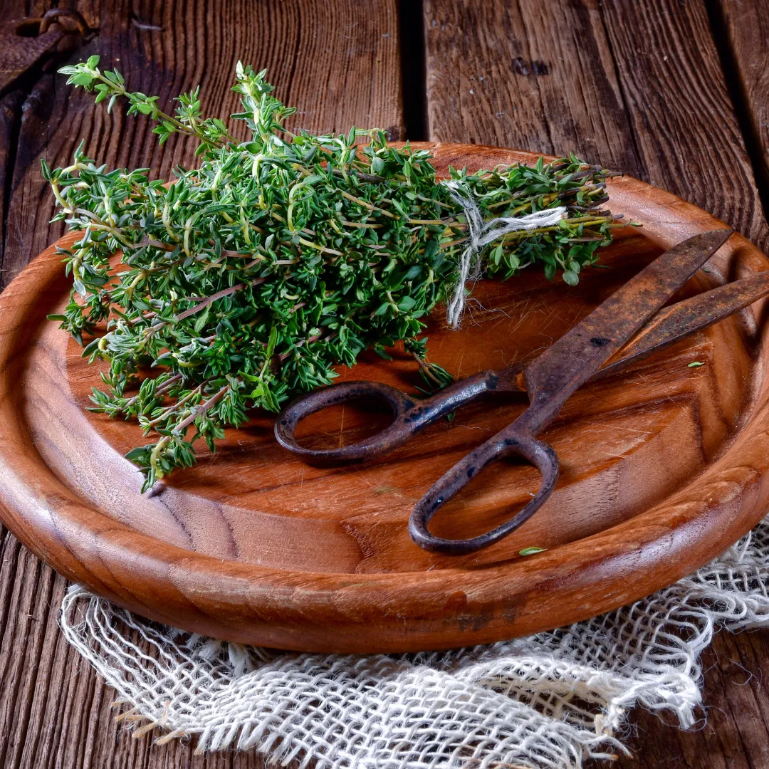 Thyme, Thujanol