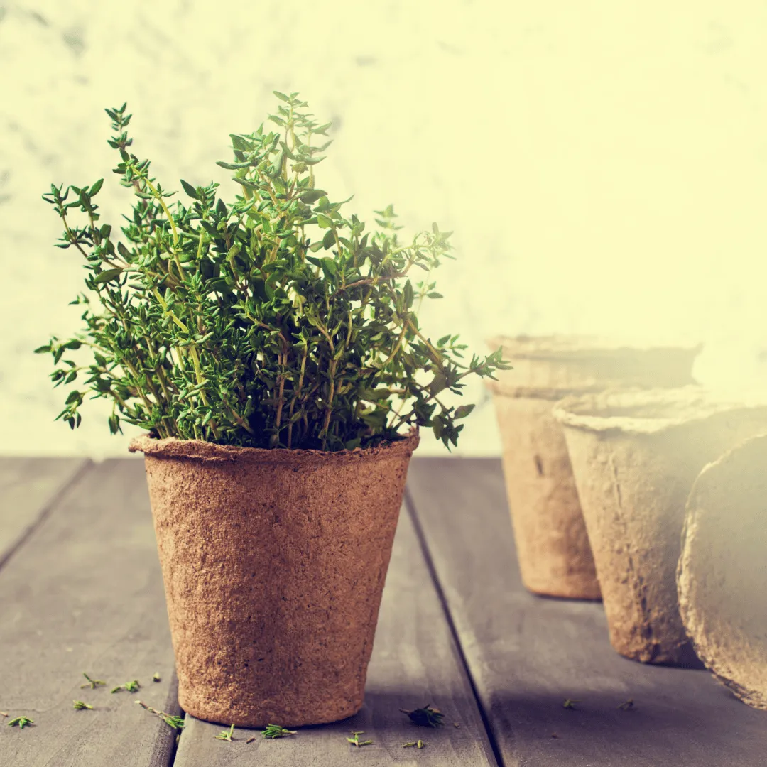 Thyme, Linalool Spain