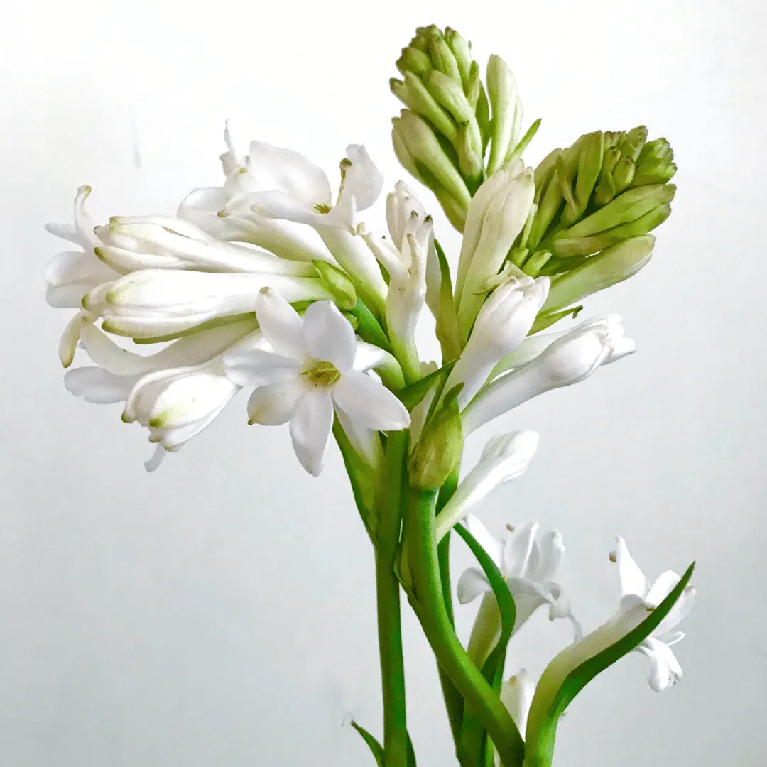Tuberose Wax