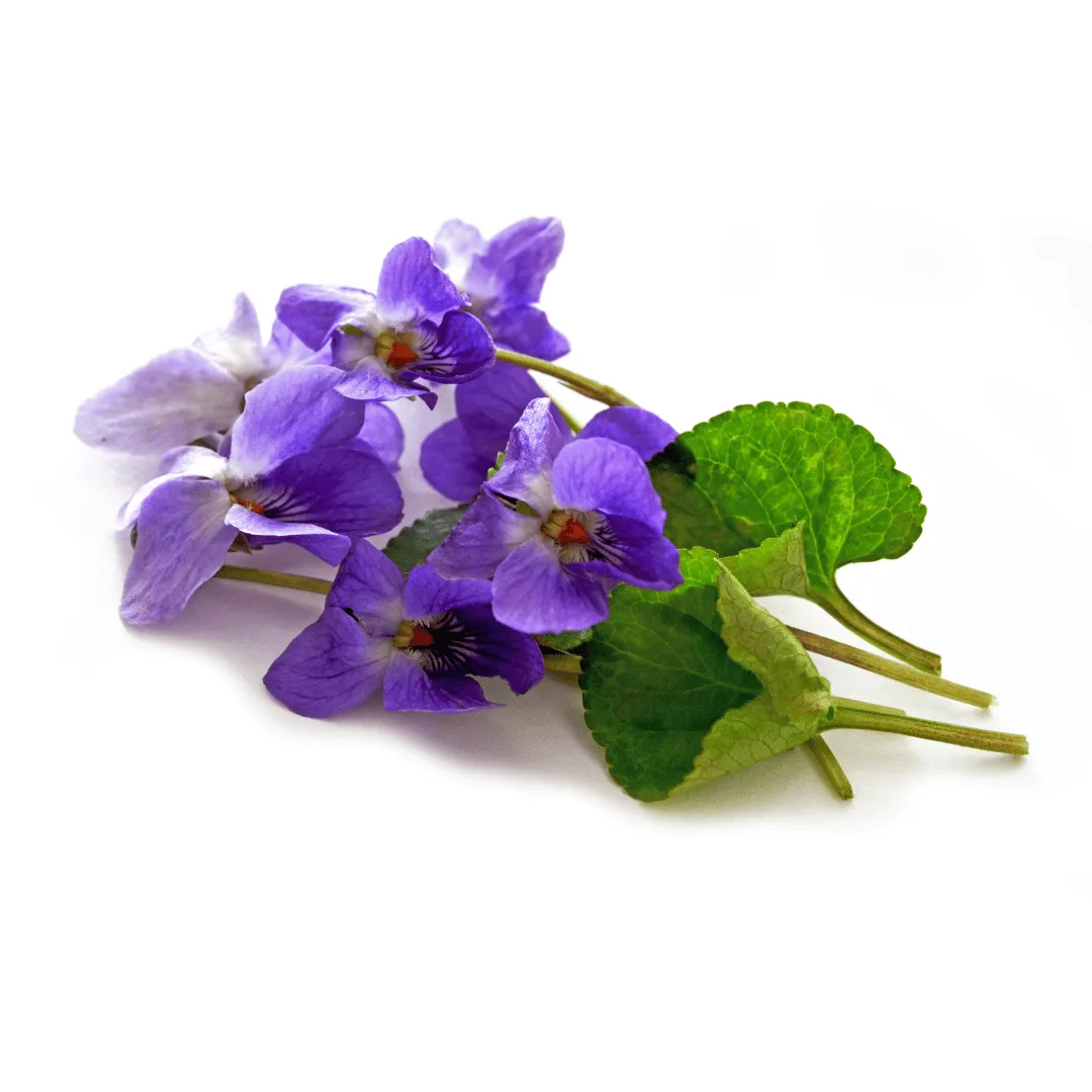Violet Leaf Absolute