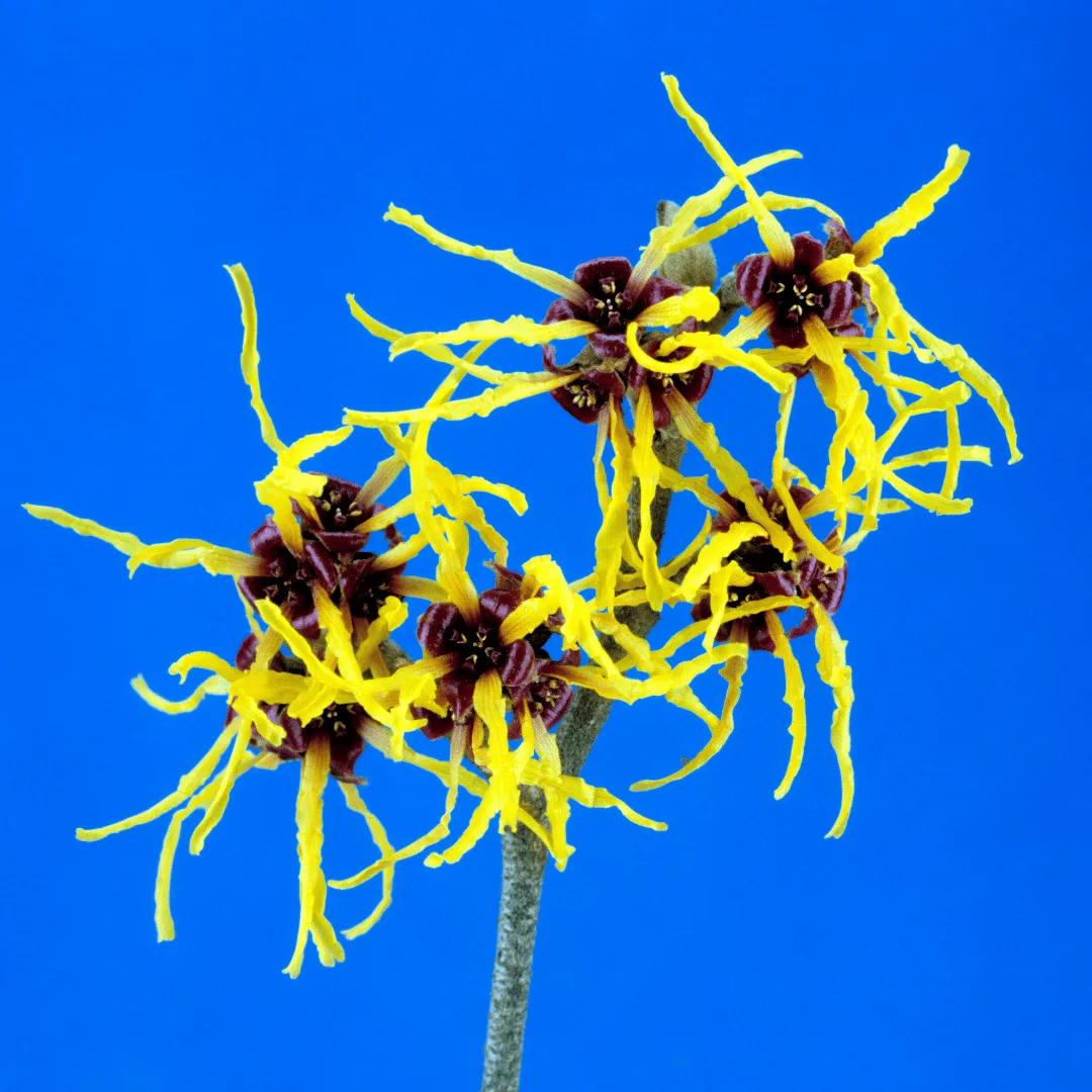 Witch Hazel Hydrosol