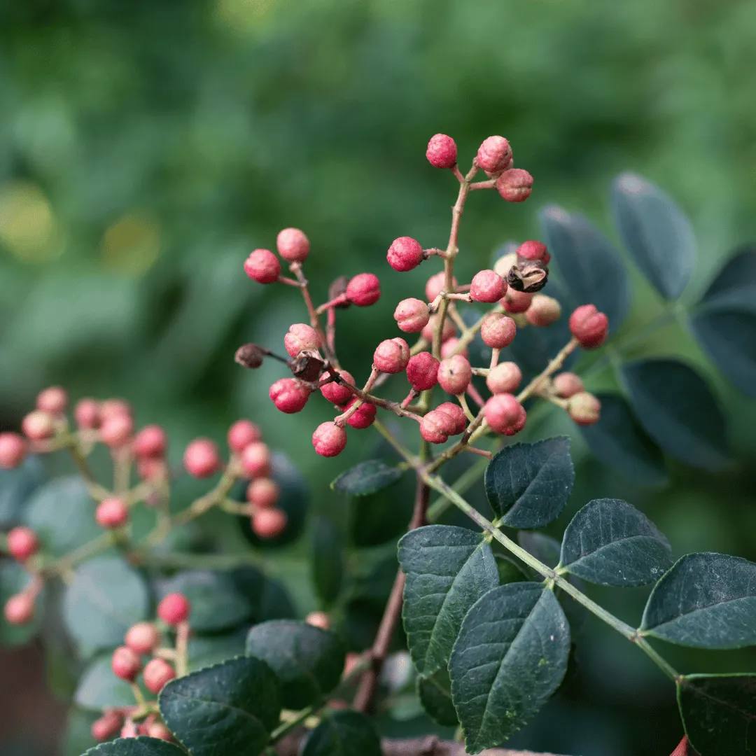 Xanthoxylum