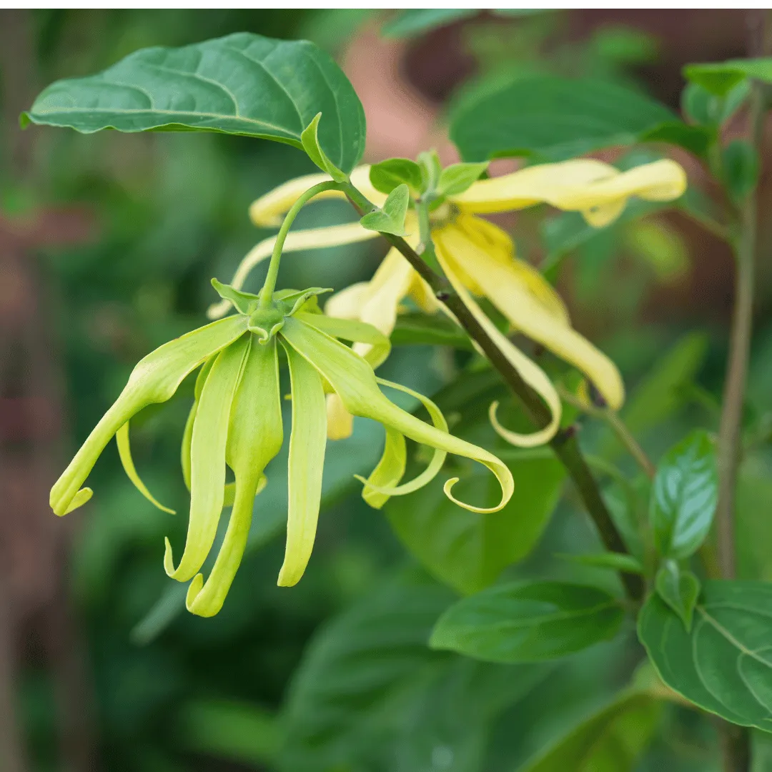 Ylang-Ylang Extra