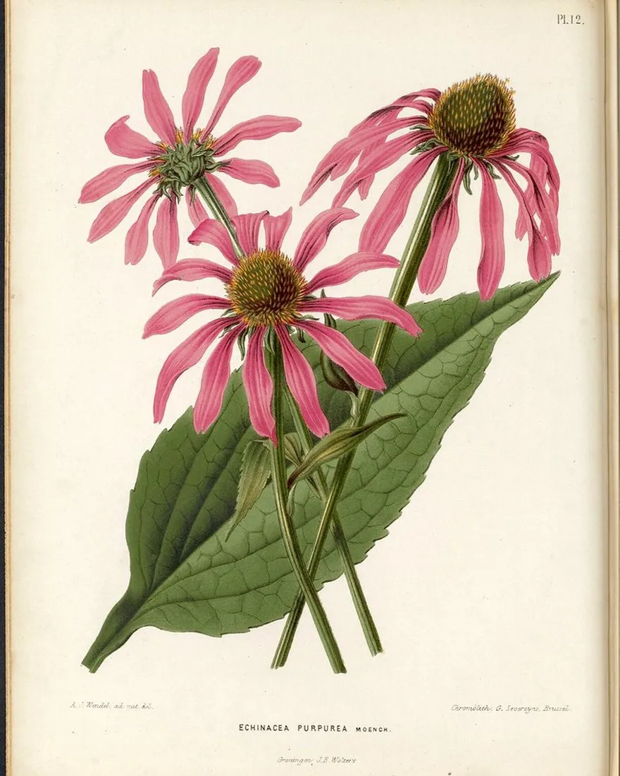 Echinacea Immune Drops