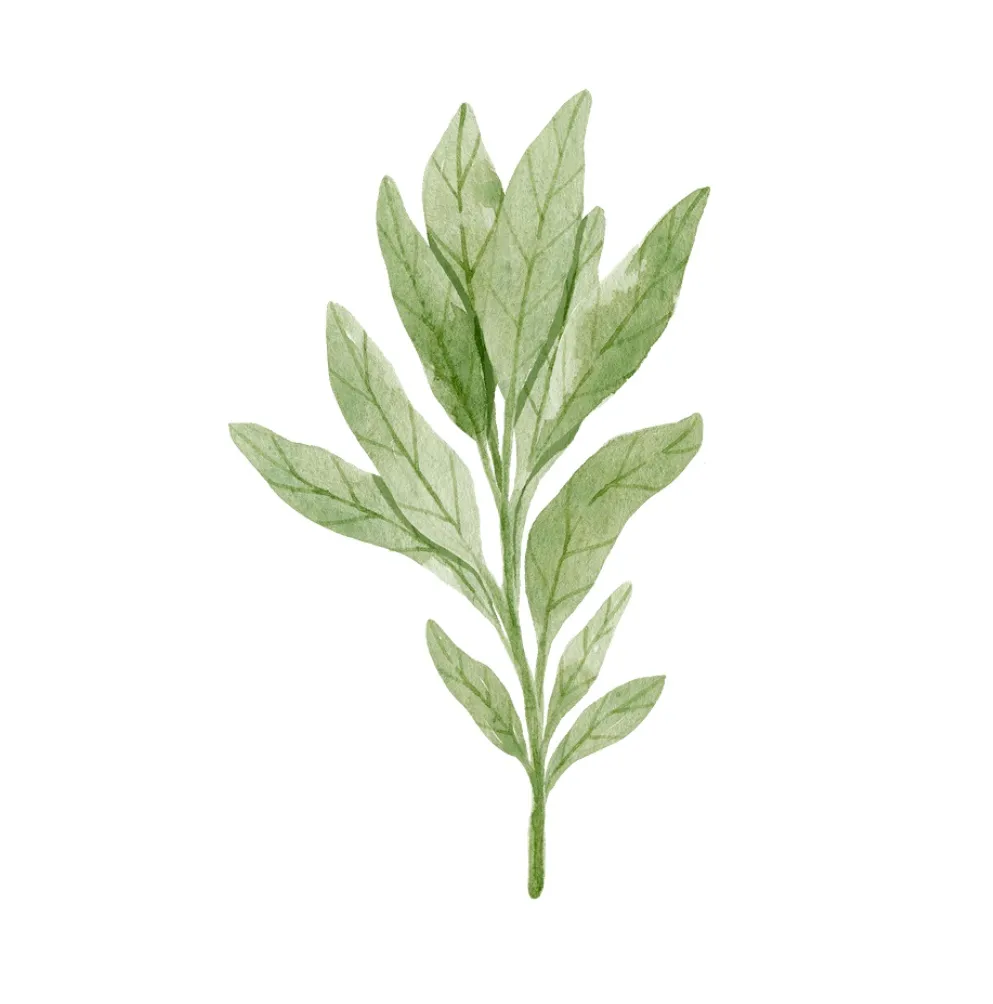 White Sage