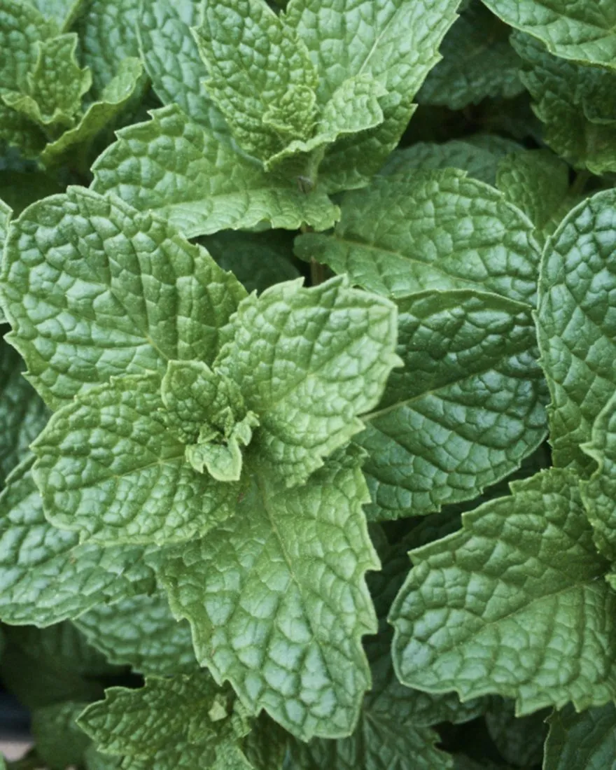 Peppermint Digestive Tincture