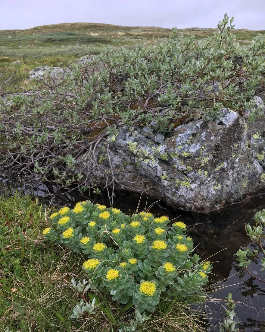 Rhodiola Rosea Highland Extract